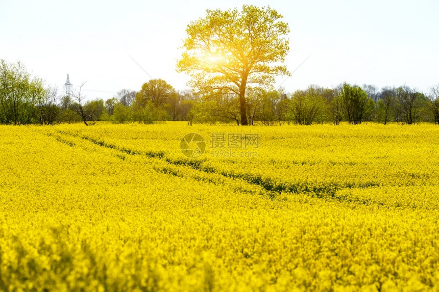 盛开油菜花的田地图片