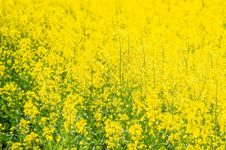 盛开油菜花的田地图片