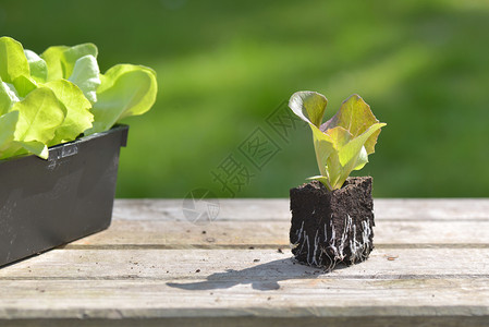 绿色背景的花园桌上生菜苗种新鲜的发芽莴苣图片