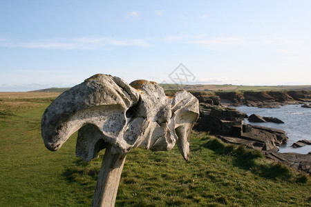 比赛浪漫的拉奥克尼州BirsayBrough附近的鲸骨图片