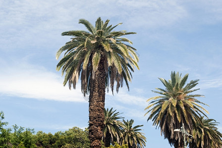 热带棕榈树背景图片