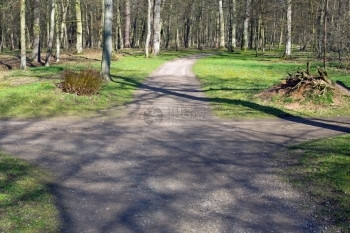 一种十字路口森林中的一条交叉上右或左直自然图片