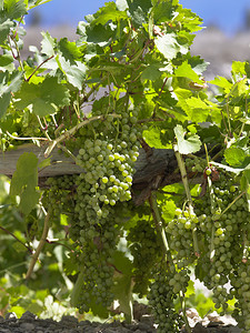 美国酿酒生产南美智利葡萄园的藤一种图片