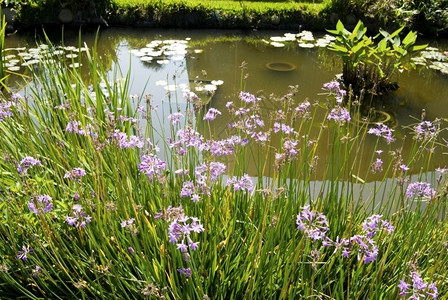 有蓝花和池塘的园圃紫色花春天图片