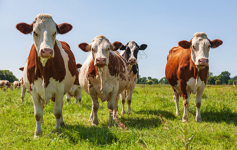 乡村的绿草牧场中一群奶牛在牧场中的一群奶牛小母自然图片