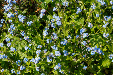 蓝色的忘记我不要在春天花园里放植物群户外园丁图片