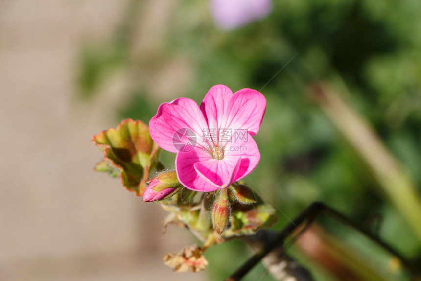 园丁一种春天在花园里放着粉红色花园艺图片