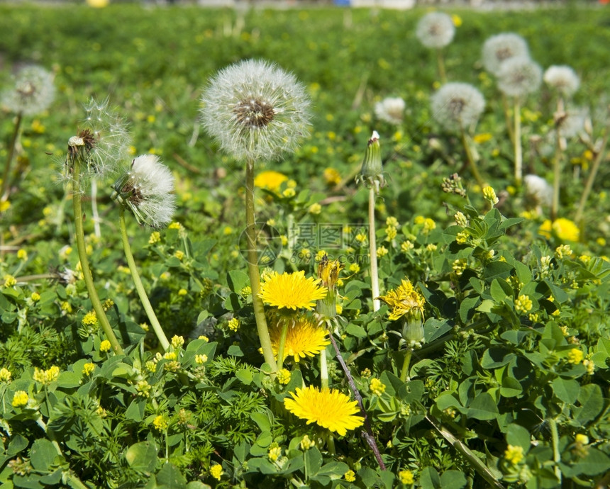 降落伞菜园或草坪中的丹德利翁种子和花朵随时可以通过风传播的种子春天四月图片