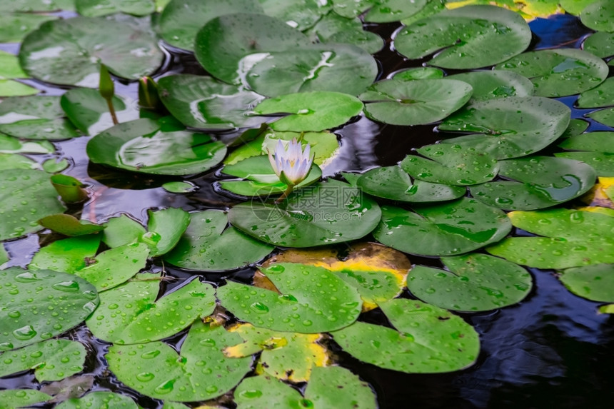 闪电叶莲花寺庙图片