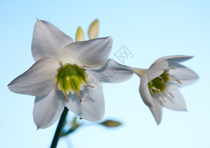 绽放的白色花蕊背景图片