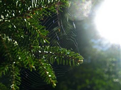 早晨昆虫法老的针头网和蜘蛛明亮的图片