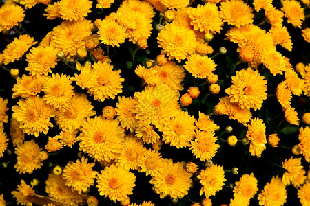 满的开花年轻收集许多美丽黄橙花朵有些盛开另一些花在鲜嫩的中一些丛里图片