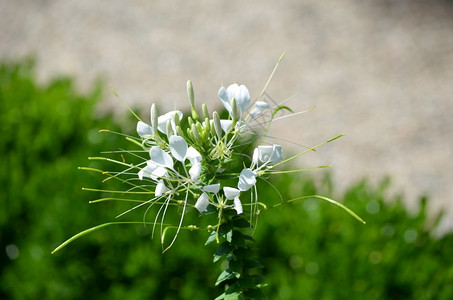 白色的一种花园里盛开的白色cleome花植物图片