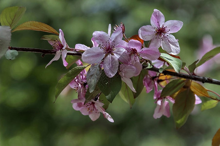 春时在花园的苹果树开植物水白色的图片