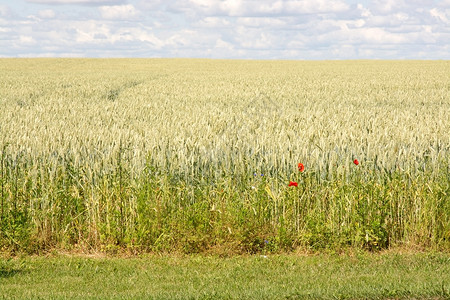 玉米田中的红黄玉米田单种红一场地自然图片