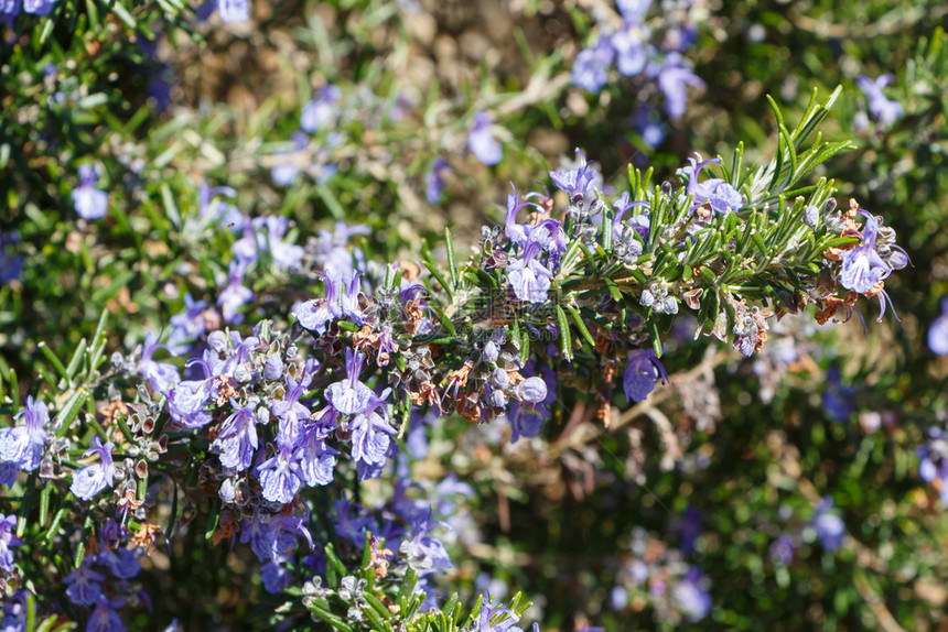春间花朵在园里放紫的迷迭香植物在花园里放鲜户外植物群自然图片