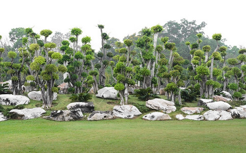 草地公园美丽的孤立在白色背景上的观赏花园图片