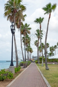 户外挥手加勒比阿鲁巴岛港口棕榈树加勒比阿鲁巴岛海图片