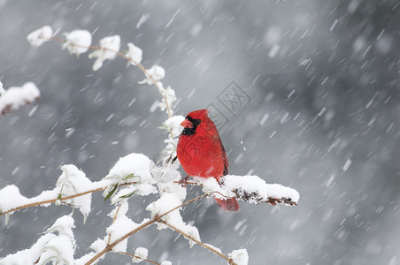 北部红衣主教在白雪和灰色背景的树枝上禽类分支阿维斯背景图片