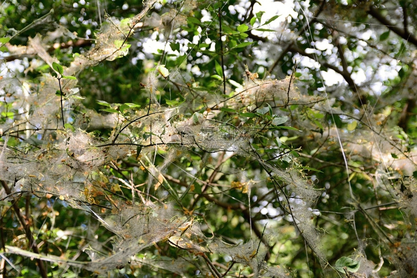 植物上的Yponomeutacagnagella纺锤貂的网白色蝴蝶蛾图片