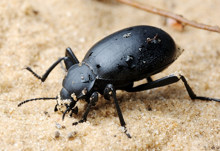 荒芜昆虫漏洞以色列沙漠中的黑白甲虫图片