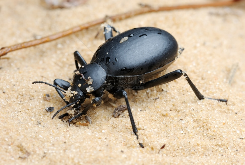 户外昆虫以色列沙漠中的黑白甲虫变暗图片