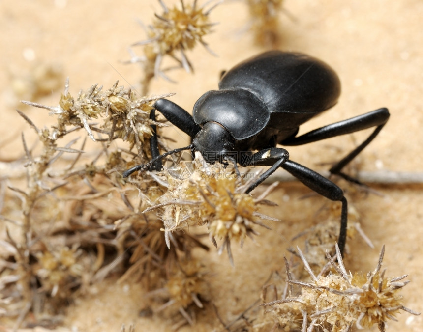 自然以色列沙漠中的黑白甲虫春天户外图片