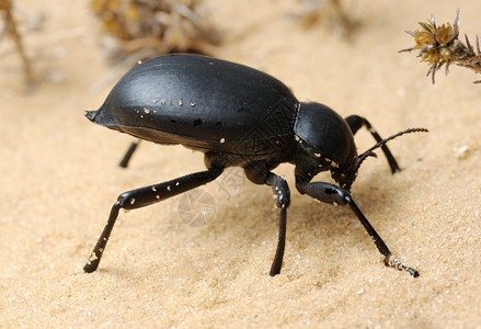 自然中间以色列沙漠的黑白甲虫干旱背景图片