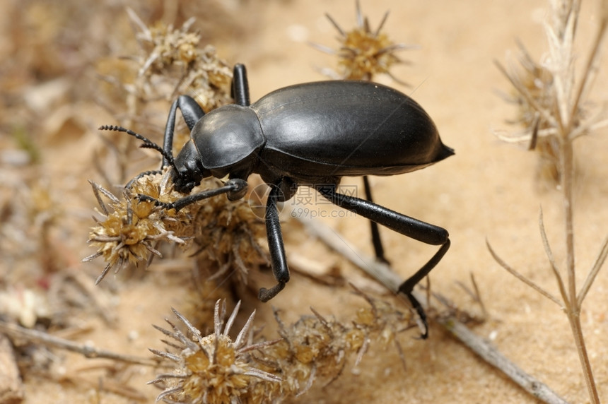 春天以色列沙漠中的黑白甲虫色自然图片