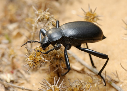 漏洞干旱以色列沙漠中的黑白甲虫自然图片