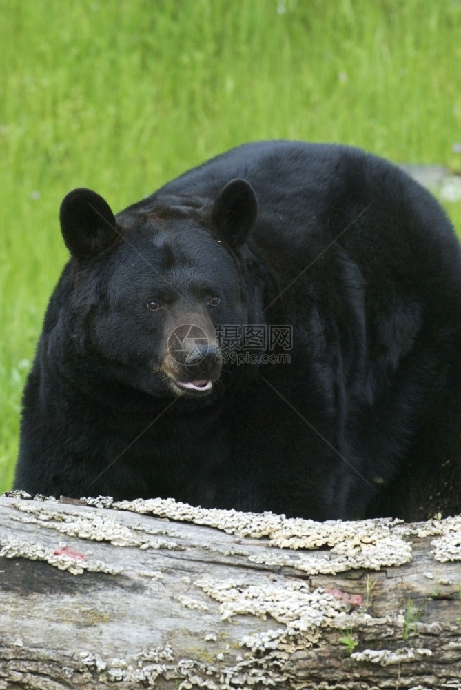 亨德森生物美国黑熊有草本背景美籍黑熊哺乳动物图片