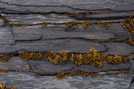 玄武岩巴伦支海岸有藻类的黑岩质海色的图片