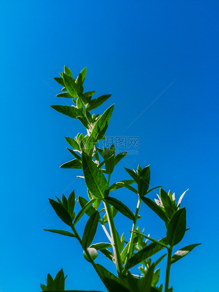 绿青草蓝天空场地叶子环境图片