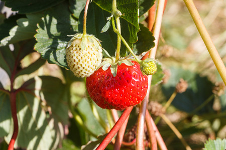 白色的自然夏天在蔬菜园里成熟的草莓小叶子图片