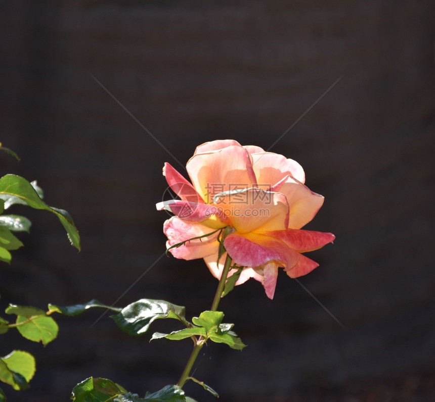 美丽的粉红玫瑰花朵在园自然的一种图片