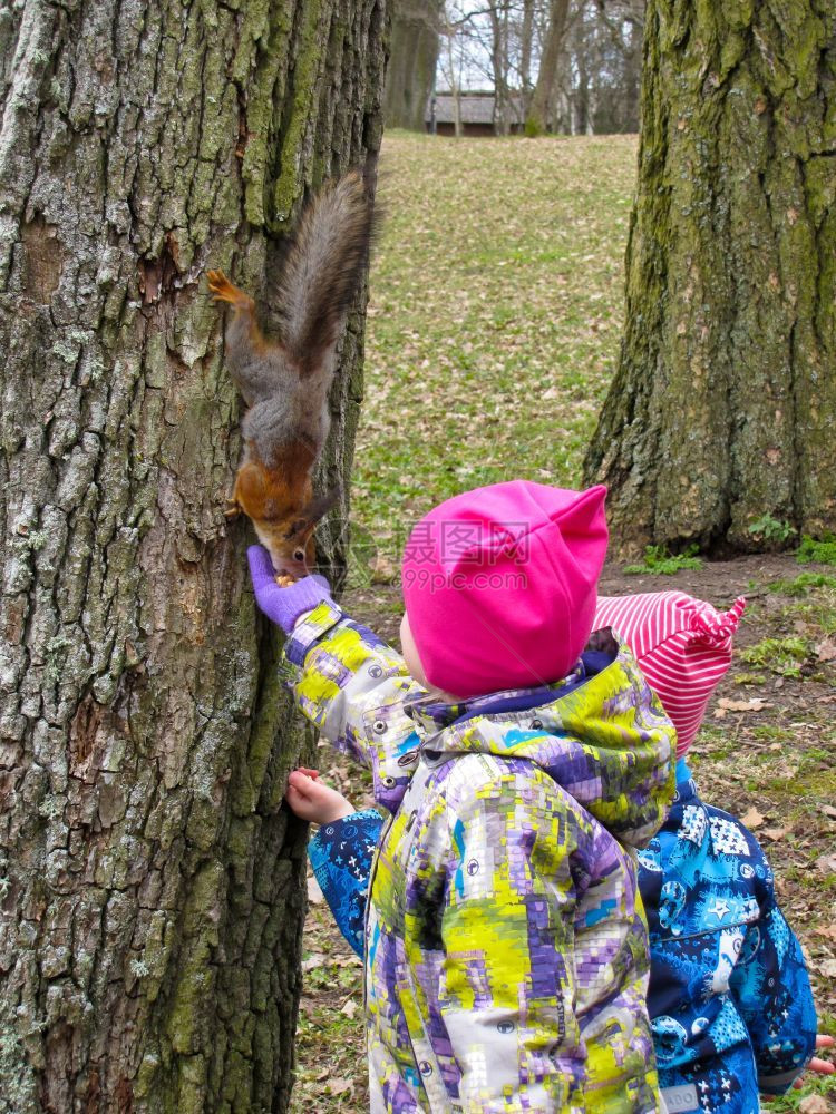 野生动物坐着人们孩子喂松鼠儿童花生坐在树上的小红发松鼠头图片