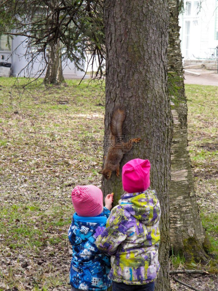 野生动物孩子喂松鼠儿童花生坐在树上的小红发松鼠头坚果图片