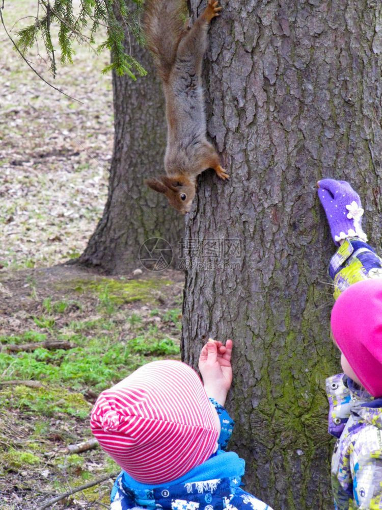 孩子喂松鼠儿童花生坐在树上的小红发松鼠头野生动物态一种图片