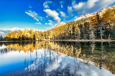 荒野湖中的植物在阿尔卑斯山自然保护区公园的反射一种预订图片