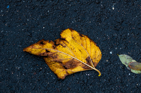 颜色春天一幕后地上的叶子雨图片