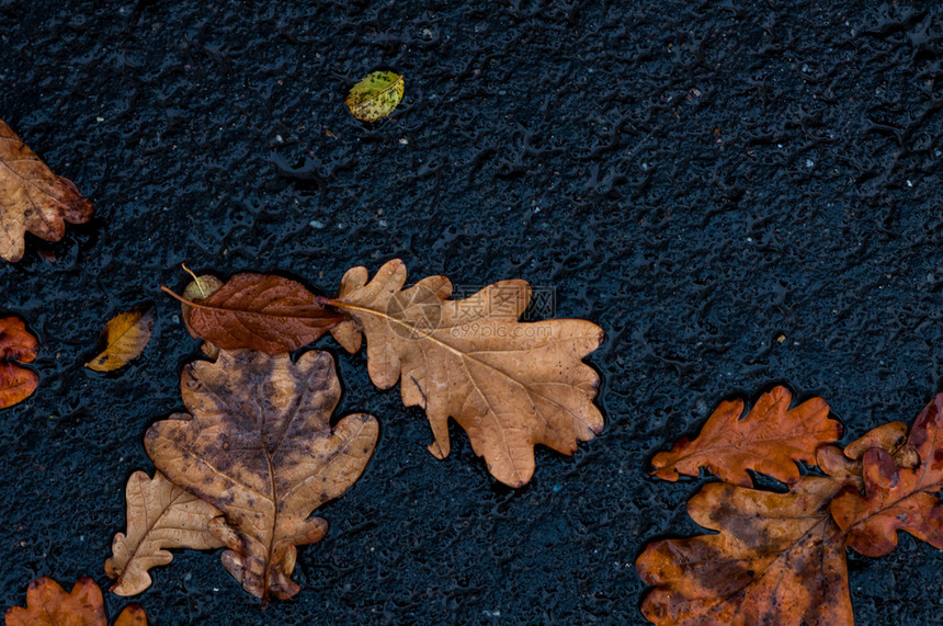 季节自然里戈春一幕后地上的叶子图片