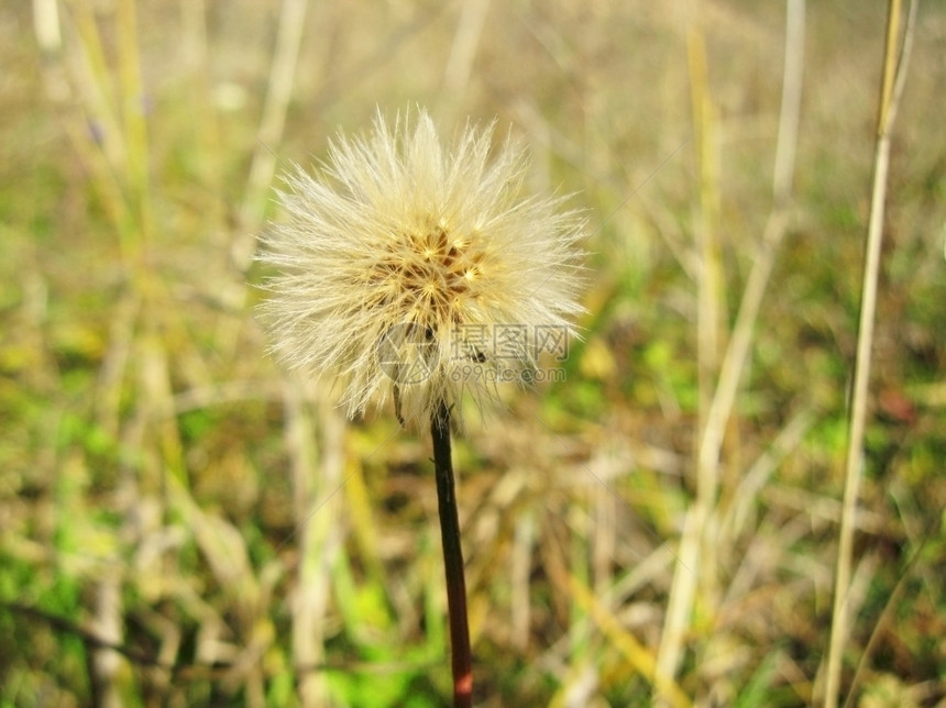 高加索人Caucasus夏季田地上的草原植物开花场地图片