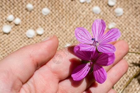 粉色的花朵在亚麻布上发现的花瓣图片