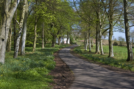 春中树林环绕着风向的车道苏格兰树木春天图片