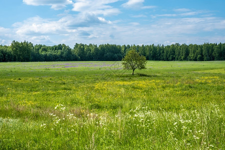在一片大田里的棵孤单树有黄色紫和白花朵俄罗斯木头草白色的图片
