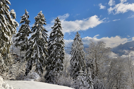山上被雪覆盖的树木图片