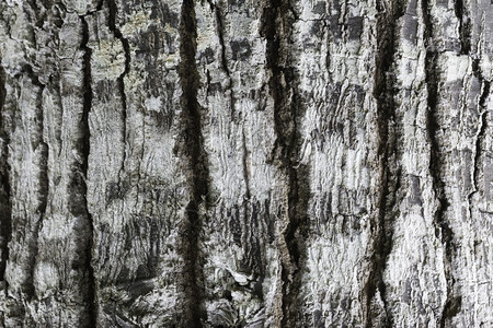 阮詹质地木材旧棕色树纹理背景图案树皮纹理图片