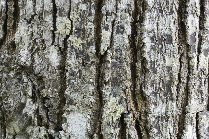 木材自然老化旧棕色木树纹理背景图案树皮纹理图片