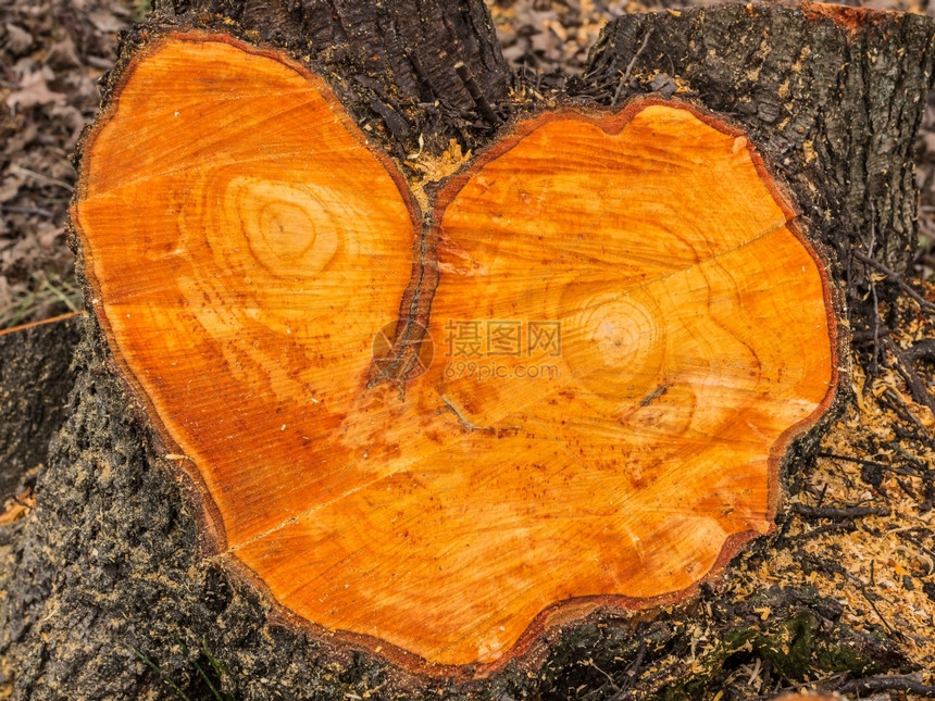 自然硬木石层形面部和心脏的纹理脸图片