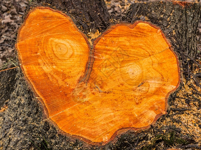 自然硬木石层形面部和心脏的纹理脸图片